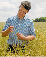 Weltweit wächst mehr Raps heran, während in der EU die Ernteerwartungen so niedrig sind wie im vergangenen Jahr.