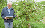 Reinhold Henn stellt bei einem spätreifenden Apfel das Ende der Blüte fest ein Merkmal im phänologischen Kalender.