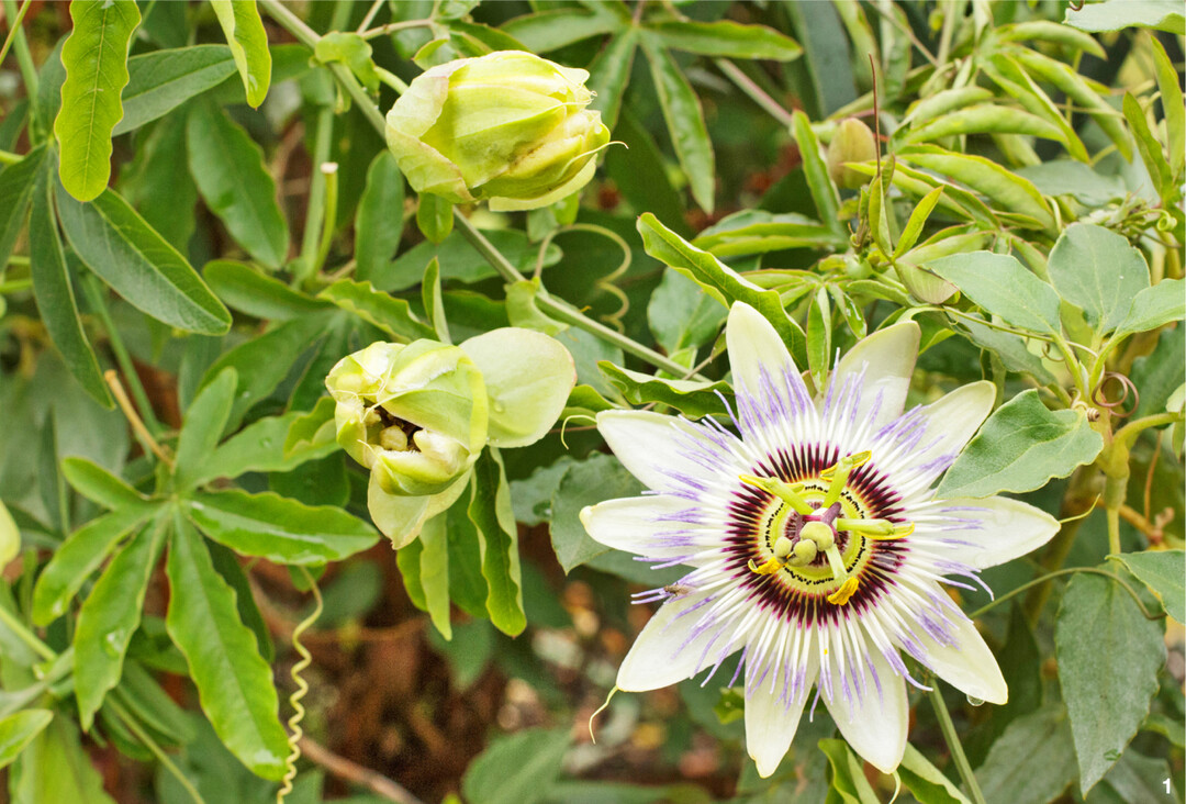 Die bei uns am hufigsten zu sehende Passionsblume: Passiflora caerulea.