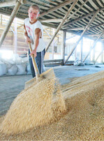 In Russland hat die Getreideernte begonnen. Ergebnisse gibt es noch nicht.