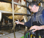 Die Kühe sollten täglich mit den gleichen Abläufen gemolken werden. Dazu gehört unter anderem die Reinigung der Striche.