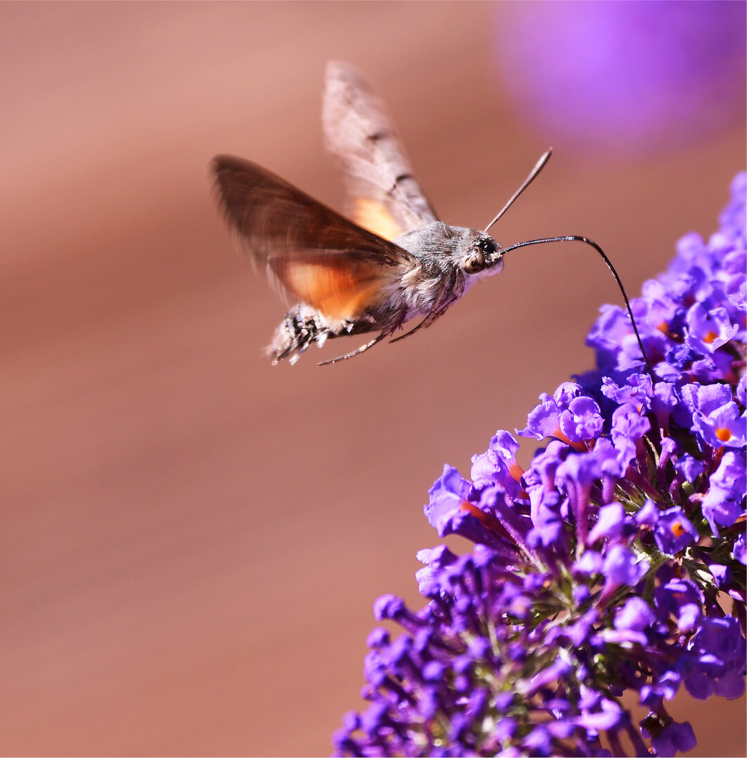 Kolibri-Schmetterling Jetzt fliegt es wieder: das Taubenschwänzchen, der wahrscheinlich auffälligste Schwärmer bei uns. Auffällig vor allem darum, weil dieser Falter anders als die meisten anderen Mitglieder der Familie tagaktiv ist. Sein Schwirrflug, seine Gestalt mit dem langen Saugrüssel und den zu einem Vogelschwanz" ausgebildeten verlängerten Schuppen und sein Verhalten erinnern stark an einen Kolibri. Darum und weil es noch nicht so lange bei uns heimisch ist, kam es in den letzten Jahren vermehrt zu Meldungen vermeintlicher Tropenvögel. Ursprünglich vor allem südlich der Alpen heimisch, scheint der Schmetterling vom Klimawandel zu profitieren. Was die Nahrungspflanzen angeht, ist das erwachsene Taubenschwänzchen flexibel, bevorzugt aber Blumen mit tiefen Kelchen und reichlich Nektar, den es für seinen energieaufwendigen Flug braucht. Die Raupen sind auf Labkräuter spezialisiert. fs