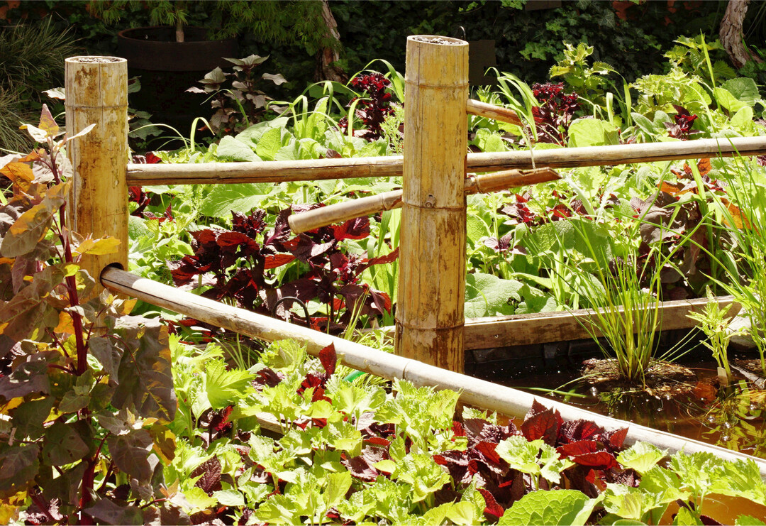 Japanisches Ambiente: Unter einer Wildscheuche aus Bambus wächst Rote und Grüne Perilla im japanischen Garten nebeneinander.