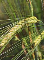 In Südbaden bringen Winter- und Sommerbraugerste bis jetzt gute Erträge. In Nordbaden sind die Erwartungen verhaltener.