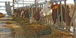 Für die Energieversorgung der Kühe muss die Futteraufnahme optimal sein. Voraussetzung dafür sind ein gutes Management, eine ausreichende Futterhygiene und ungestörte Futteraufnahme.