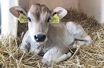 1 Der erste Eindruck zhlt: Aufmerksame Ohren geben wichtige Hinweise, ob es dem Kalb gut geht.
