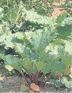 Aus Putzabfall von Rhabarber kann man eine Insektenabwehr bereiten.