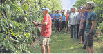 Bei der Kirschenbegehung zeigt Thomas Kininger, wie mit einem einfachen Vorernteschnitt die Früchte für eine schnellere Ernte freigestellt werden können.