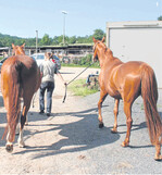 Beim Führen passieren viele Unfälle, vor allem wenn mehrere Pferde gleichzeitig geführt werden.