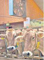 Axialventilatoren in Reihe längs zur Stallachse. Werden sie in 2,70 Meter Höhe über dem Laufgang montiert, kann man auf Schutzgitter verzichten. Der Wirkungsgrad wird erhöht.