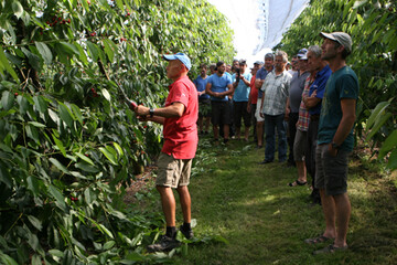 Bei der Kirschenbegehung zeigt Thomas Kininger, wie mit einem einfachen Vorernteschnitt die Früchte für eine schnellere Ernte freigestellt werden können.