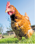 Auf Lege- und Masthybriden wird die Geflügelbranche so schnell nicht verzichten können.