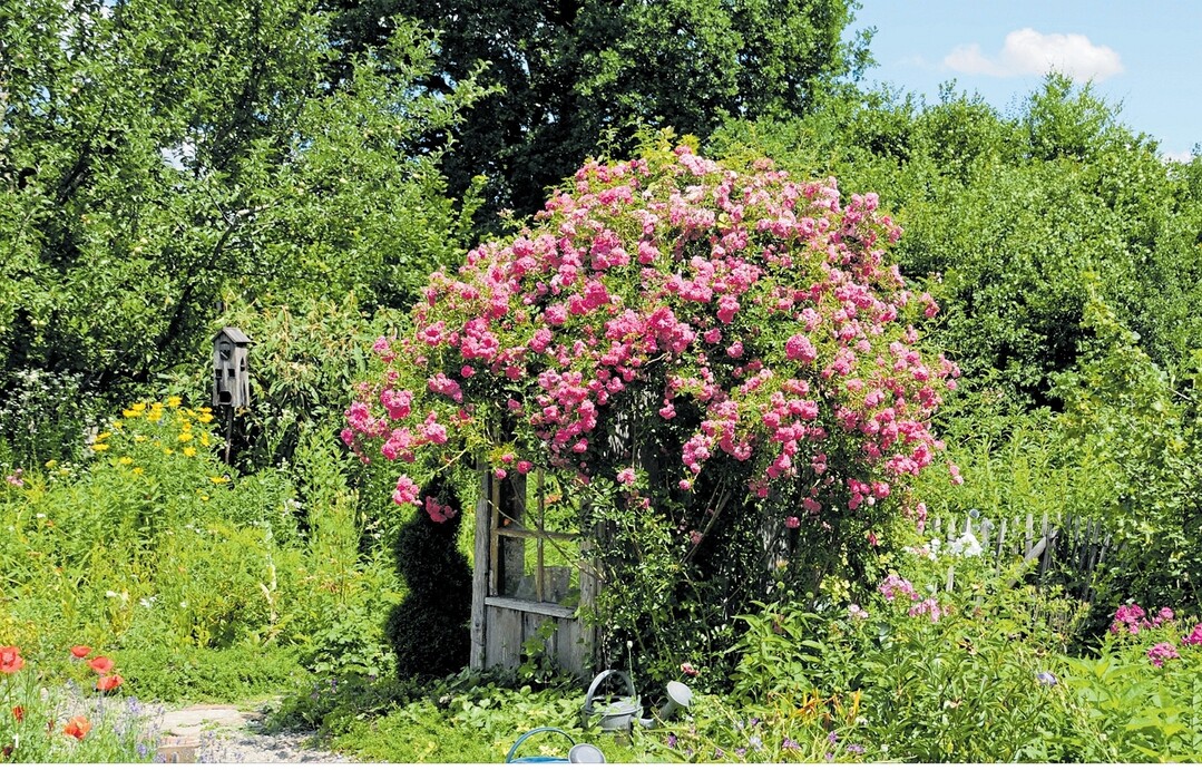 Petra Boppert hat sich gemeinsam mit ihrem Mann ein altes Bahnwärterhäuschen gekauft und renoviert. Neben einem Backhaus entstand ein bunt blühender Stauden-, Rosen- und Nutzgarten mit vielen Sitzecken, wie dieses Rosenhäuschen.