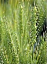 Hartweizen auf dem Feld.