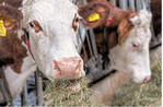 Kühe profitieren von Heuanteilen in ihren Futterrationen. Das Raufutter liefert Struktur und regt die Kühe zum Wiederkäuen an.