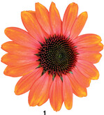 Der Rote Sonnenhut" ist in vielen Farbvarianten erhältlich, auch in diesem leuchtenden Orange.