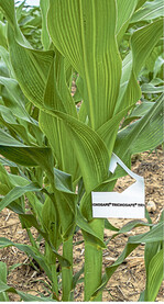 Trichogramma-Schlupfwespen können den Maiszünsler in vielen Fällen erfolgreich kontrollieren.