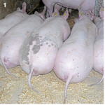 Unkupierte Schwänze.