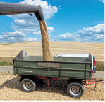 Baden-Württembergs Getreideernte läuft. Die Futtergerste ist im Land gefragt, überregional gibt es ungewohnte Konkurrenz.