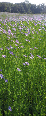 Lein ist nicht nur eine Augenweide, sondern auch für Bienen attraktiv.