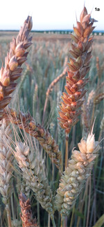 Heterogene Populationen bestehen aus vielen unterschiedlichen Pflanzentypen.