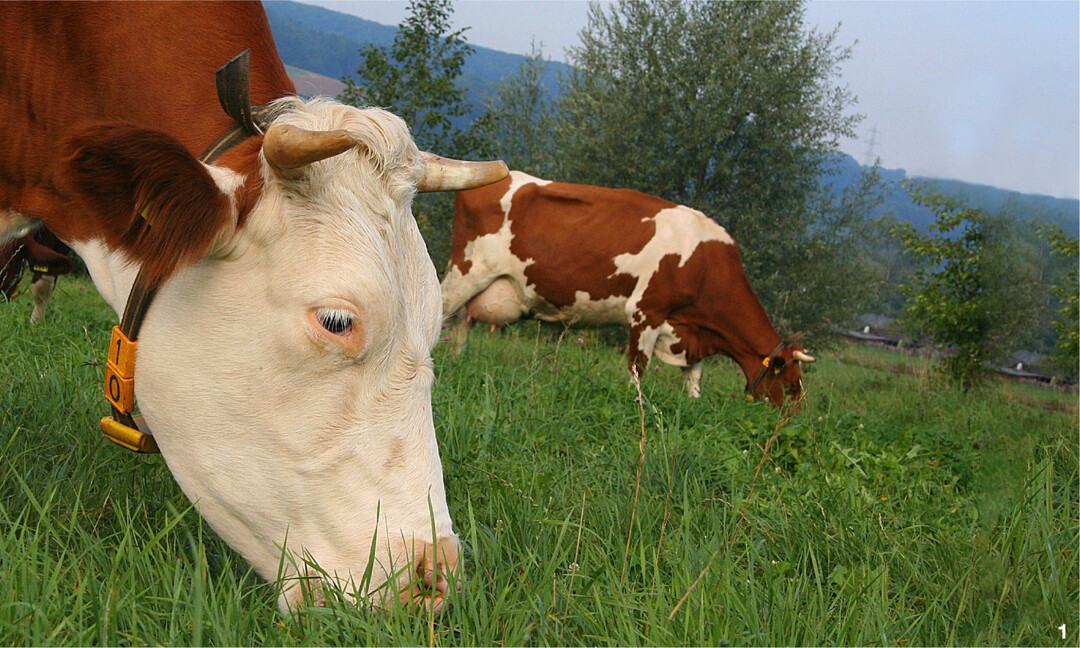 Die Wiederkäuer sind die einzigen Nutztiere, welche den Menschen natürlicherweise die Nahrung nicht streitig machen. Mit dem Füttern von Kraftfutter wird dieser Vorteil größtenteils zunichtegemacht.