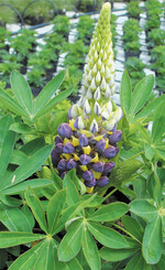 Lupinen finden auch im Garten Verwendung, im Ackerbau geht es jedoch um hohe Körnererträge für die Ernährung.