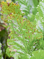 Behalten Sie Cercospora-Infektionen im Blick.