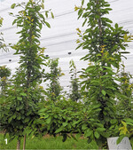 Mit der hohen, schlanken Superspindel sind enge Pflanzdichten möglich. Das bringt bereits im zweiten Laub ansehnliche Erträge.