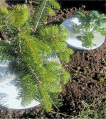 Der Schugi schützt und spart Wasser.