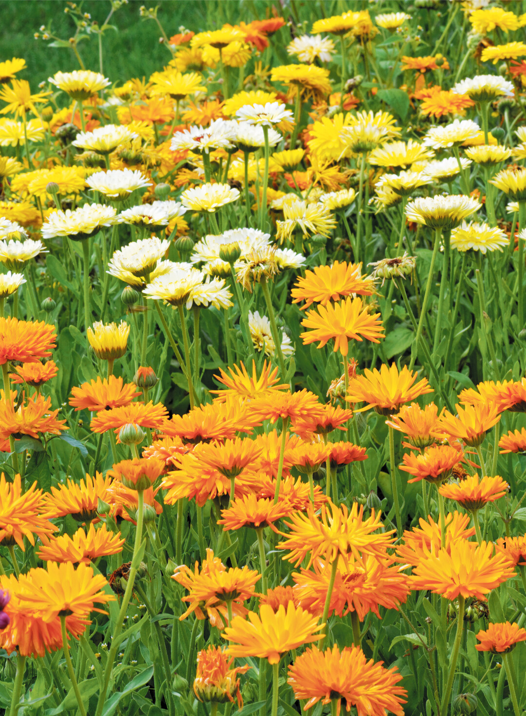 Ringelblumen gibt es in überaus vielen Formen und Farben.