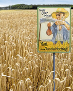 Erste Winterbraugerste bringt im Rheintal Erträge bis zu 8 Tonnen pro Hektar.