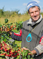 Von März bis Ende Oktober 2021 können Betriebe ihre ausländischen Saisonarbeitskräfte 102 statt 70 Tage sozialversicherungsfrei beschäftigen. Der Mindestlohn beträgt ab dem ersten Juli 9,60 Euro pro Stunde.