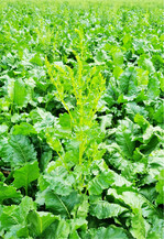 Schosser sollten am besten aus dem Bestand herausgetragen werden. So wird das Wiederanwachsen verhindert.