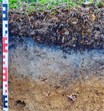 Auf einem Podsol herrschen ungünstige Bedingungen für den Ackerbau.