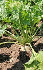 Einige Standorte zeigen derzeit noch keinen Befall über der Schadschwelle.