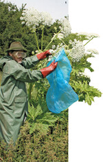 Im Schutzanzug steckt Klaus Hümpfer die Blüten des Riesenbärenklaus in einen Sack, damit sie nicht auf den Boden fallen.