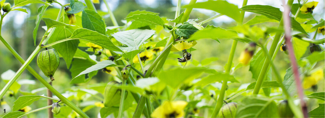 Die Tomatillo-Pflanzen setzen den ganzen Sommer und Herbst ber Blten und Frchte an.