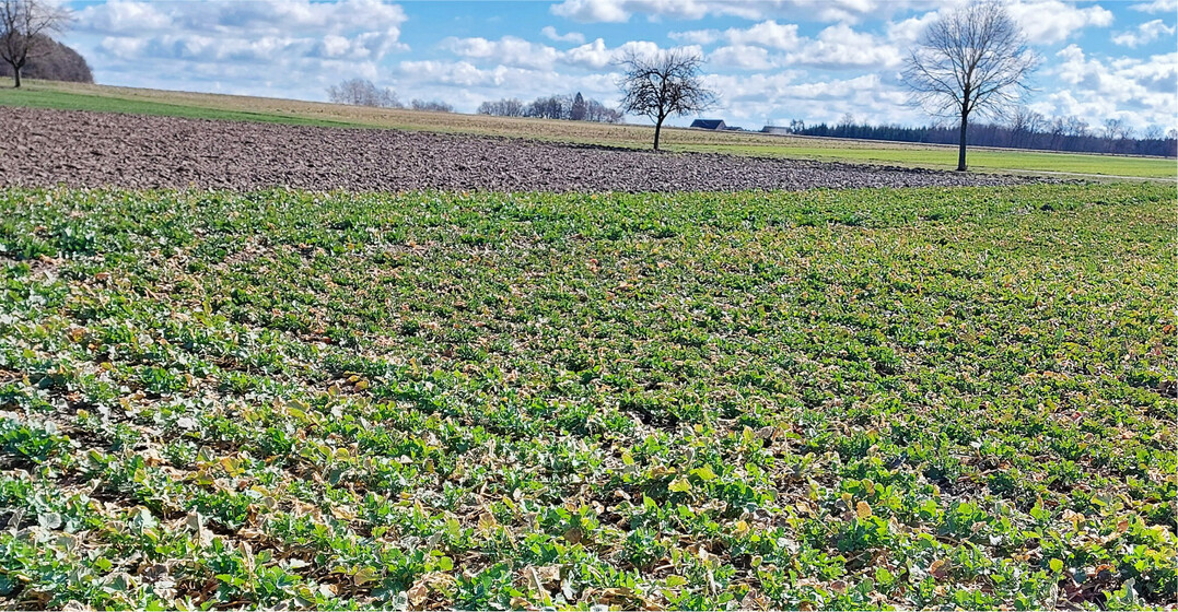Landessortenversuchsfeld Krauchenwies im März 2023.