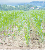 Maisvermehrung: Männliche Pflanzen (Bildmitte) sind von weiblichen umgeben.