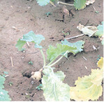 Ein solcher Raps wird den Winter wahrscheinlich nicht überstehen.