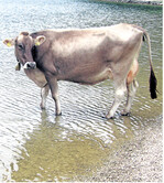 So einfach wie dieses Rind können sich seine Artgenossen im Milchviehstall leider nicht erfrischen.