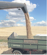 Nach der Regenpause läuft der Drusch im Südwesten wieder: In diesem Jahr wird europaweit noch mehr Getreide erwartet als im bereits mengenstarken Jahr 2013.