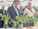 Umweltminister Untersteller schaute genau hin bei der Demonstration von Blattkrankheiten der Zuckerrübe.