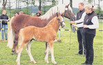 Stutfohlen aus der Staatsprämienstute Feine Rosalie von Riemer.