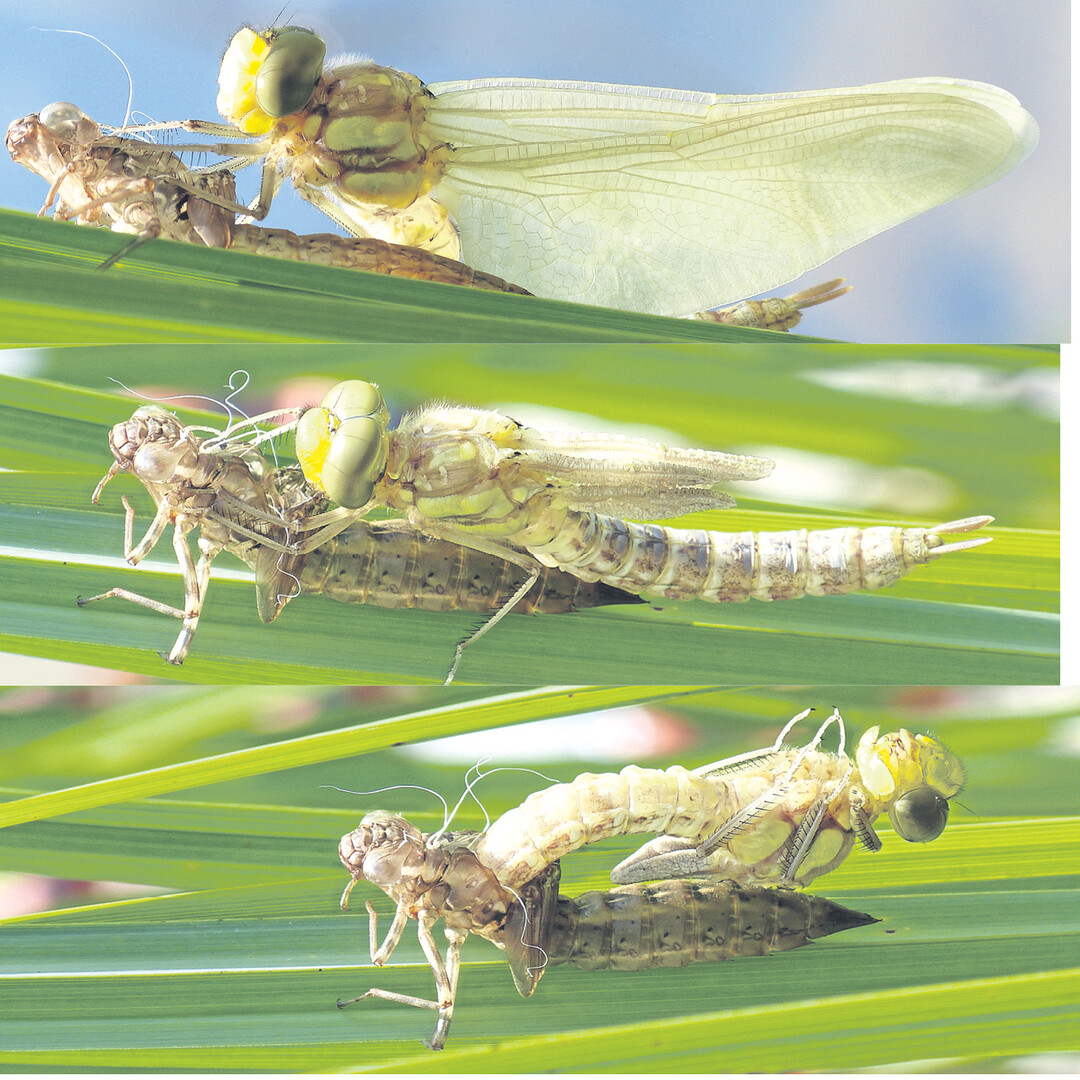 Eine Vierflecklibelle schlüpft (von unten nach oben). Etwa zwei Jahre dauert die Larvenzeit im Wasser mit mehreren Häutungen. Zur letzten klettert die Larve aus dem Wasser an einer Pflanze hoch. Ist sie aus der Larvenhaut ausgebrochen, müssen erst die Beine härten (unten), ehe sie sich vollends herausziehen kann. Sie dreht sich um (Mitte) und pumpt sich mit Flüssigkeit voll. Die muss aushärten, ehe sie zu ihrem Jungfernflug startet.