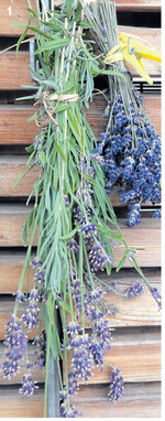 Schneiden Sie voll entfaltete Lavendelblüten ab und hängen Sie diese kopfüber zum Trocknen auf; das dauert etwa eine Woche.