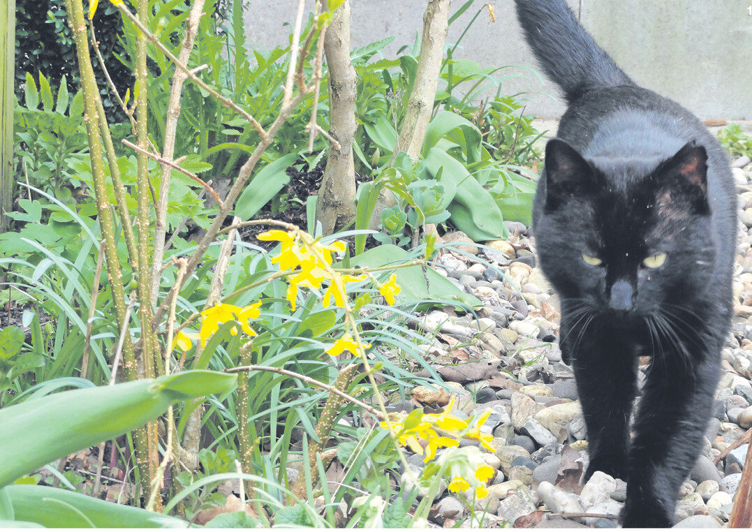 Das Verhältnis Gartenbesitzer und Haustier ist nicht immer konfliktfrei.