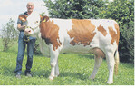 An der Spitze der Fleckvieh-Jungkühe ging diese Iwinn-Tochter aus dem Betrieb Hennegriff aus Limbach-Balsbach die über 30 kg Milch leistete.