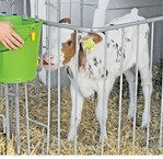 Die Konzentration des MAT ist bei der Kälberfütterung ein wichtiger Faktor.